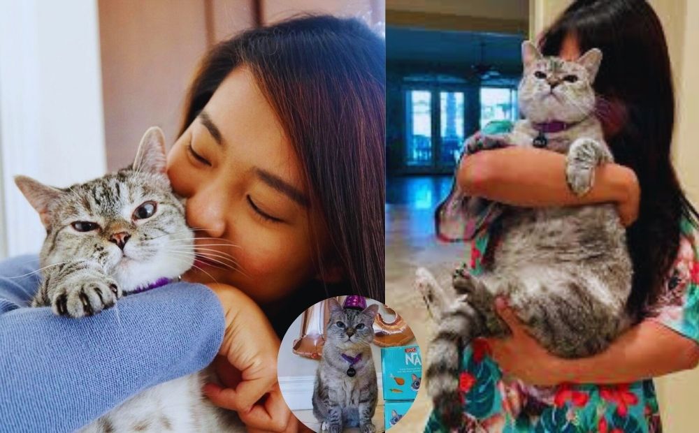 Meet Nala Cat: The Instagram Star with a Ton of Fo – Tymoff: The Secret Behind the Fame